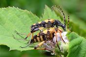 parende gevleklte smalbok (Strangalia maculata) 6-2018 4123